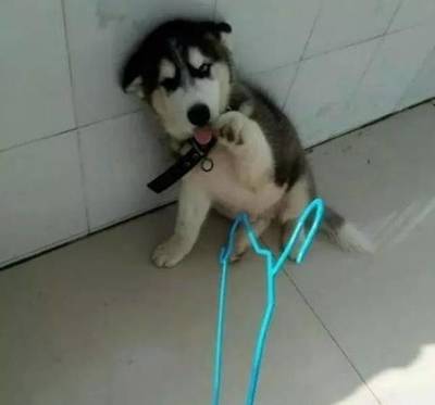 小二哈犯錯向主人賣萌求原諒,真是少見二哈這個樣子啊!_寵物_網(wǎng)