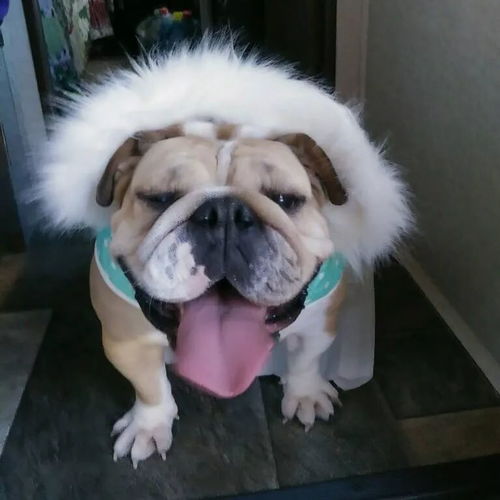 當(dāng)法斗和英斗都穿上裙子,一個(gè)是公主 另一個(gè)是主公