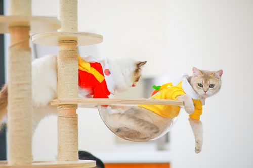 它經(jīng)濟(jì)風(fēng)潮下 從寵物鮮食到衣架，探索那些意想不到的新玩法