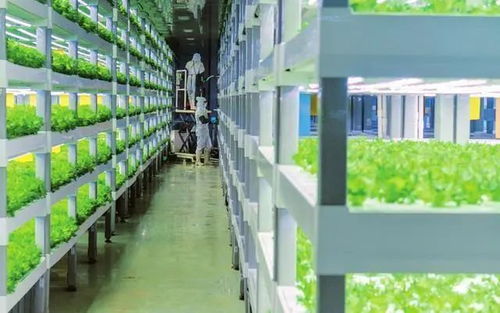 中科三安、京東等國內20家植物工廠大盤點 生物飼料研發新趨勢